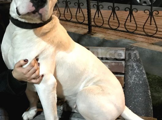 Dev Dogo Argentino