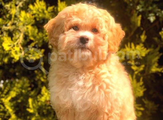 Şecereli Anne Ve Babadan Özel Maltipoo görsel