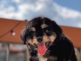 Sevimli Köpek Morkie Yavrumuz