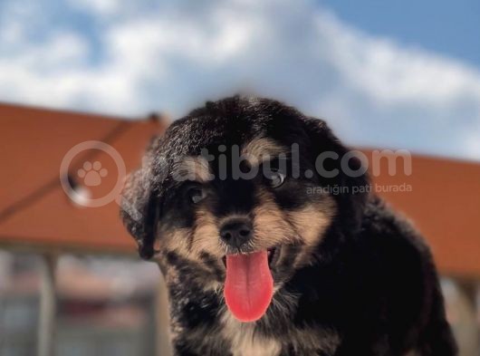 Sevimli Köpek Morkie Yavrumuz görsel