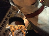 Dev Dogo Argentino