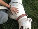 Dev Dogo Argentino