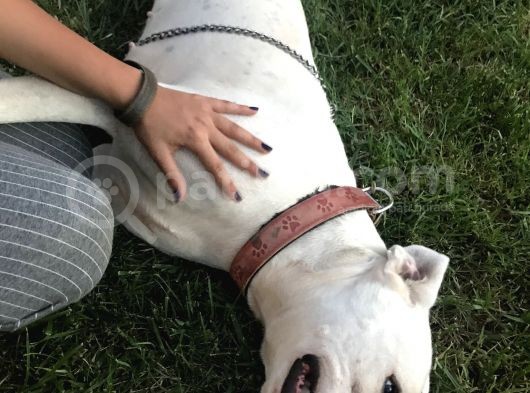 Dev Dogo Argentino görsel