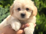 Xsmall Latte Maltıpoo Yavrumuz