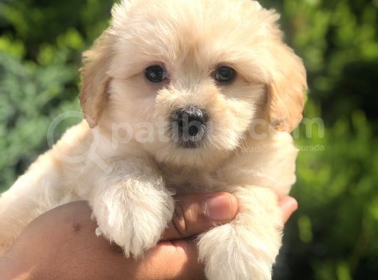 Xsmall Latte Maltıpoo Yavrumuz