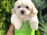 Xsmall Maltıpoo Yavrumuz