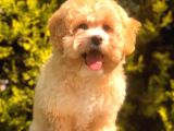 Şecereli Anne Ve Babadan Özel Maltipoo
