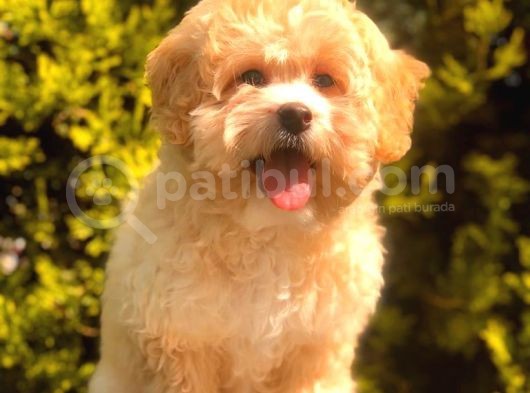 Şecereli Anne Ve Babadan Özel Maltipoo görsel