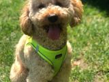 Miniatür Poodle Barney