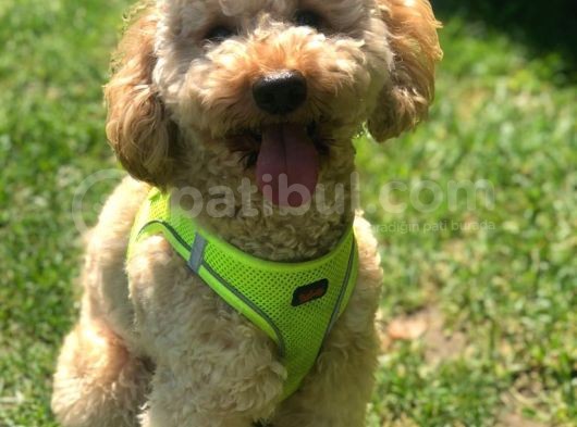 Miniatür Poodle Barney görsel