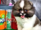 Irk Ve Sağlık Garantili Pomeranian Boo