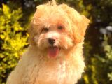 Şecereli Anne Ve Babadan Özel Maltipoo