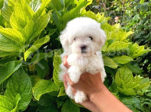 Prenses Kızımız Maltese Terrier