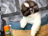 Irk Ve Sağlık Garantili Pomeranian Boo