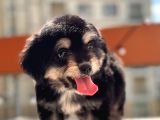 Sevimli Köpek Morkie Yavrumuz