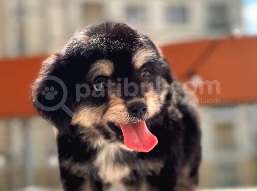Sevimli Köpek Morkie Yavrumuz görsel