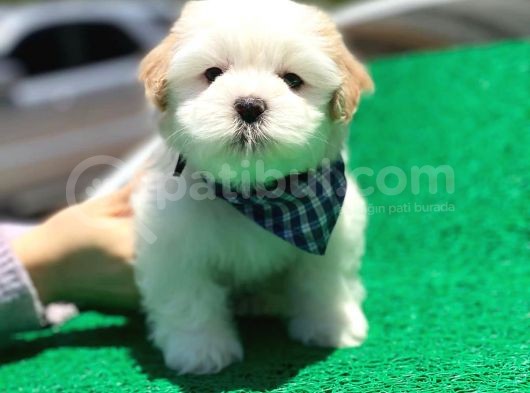 Yakışıklı Oğlumuz Maltese Terrier