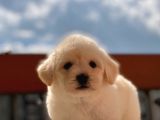 Orijinal Maltipoo Bebeklerimiz