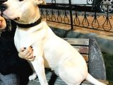 Dev Dogo Argentino