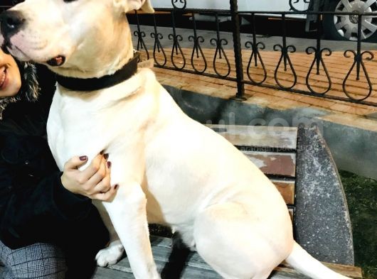 Dev Dogo Argentino görsel