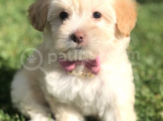F2 Maltıpoo Yavrumuz görsel