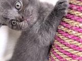 1 Aylık Yavru Scottish Fold