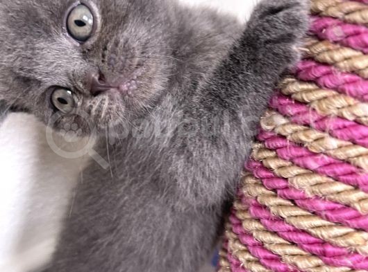 1 Aylık Yavru Scottish Fold