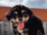 Sevimli Köpek Morkie Yavrumuz