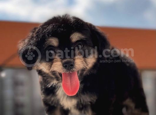Sevimli Köpek Morkie Yavrumuz görsel