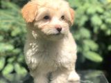 F2 Maltıpoo Yavrumuz