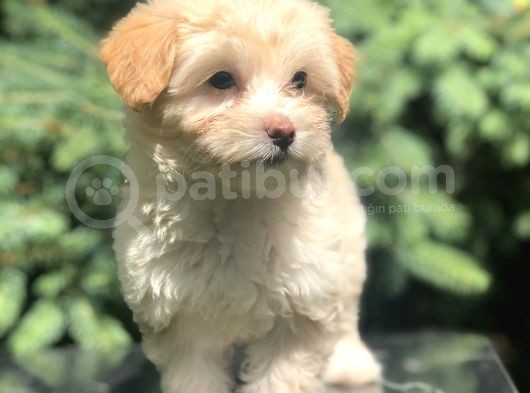 F2 Maltıpoo Yavrumuz görsel