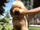 Miniatür Poodle Barney