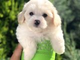 Xsmall Maltıpoo Yavrumuz