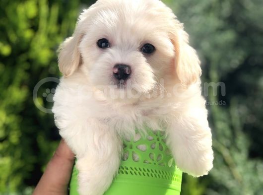 Xsmall Maltıpoo Yavrumuz görsel