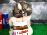 Irk ve Sağlık Garantili Pomeranian Boo