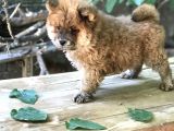 Mükemmel Chowchow Bebekler!!!