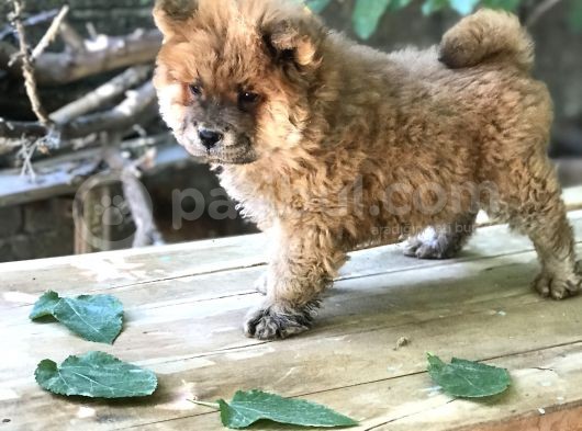 Mükemmel Chowchow Bebekler!!!