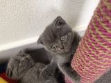 1 Aylık Yavru Scottish Fold