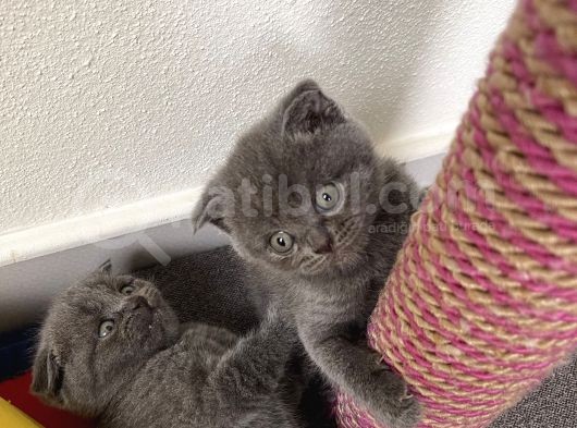 1 Aylık Yavru Scottish Fold görsel
