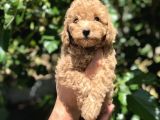 Poodle Yavrularımız Gelmiştir