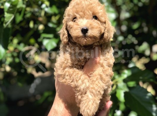 Poodle Yavrularımız Gelmiştir