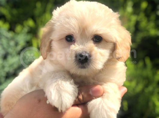 Xsmall Latte Maltıpoo Yavrumuz görsel