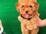 Poodle Yavrularımız Gelmiştir