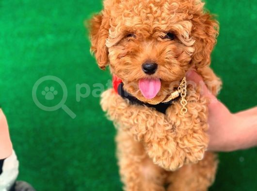Poodle Yavrularımız Gelmiştir