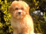 Şecereli Anne Ve Babadan Özel Maltipoo