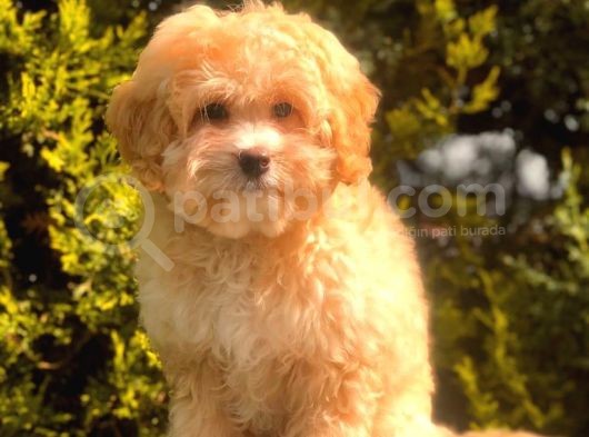 Şecereli Anne Ve Babadan Özel Maltipoo görsel