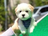 Yakışıklı Oğlumuz Maltese Terrier