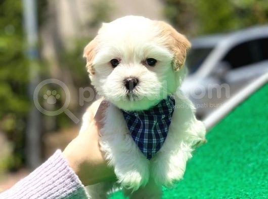 Yakışıklı Oğlumuz Maltese Terrier görsel