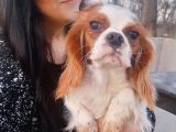 Cavalier King Charles Yavrularımız