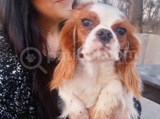 Cavalier King Charles Yavrularımız görsel
